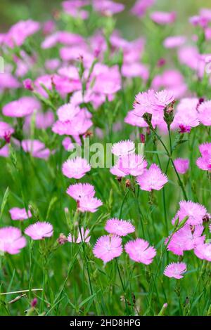Dianthus seguieri - Sequier's Pink. Stock Photo