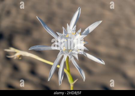 Sand lily or Sea daffodil closeup view. Pancratium maritimum, wild plant blooming, white flower, sandy beach background. Stock Photo