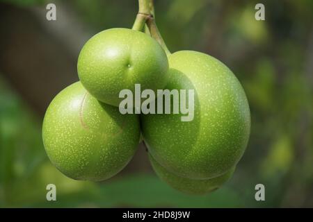 Cerbera odollam (also called pong pong tree, Cerbera manghas, sea mango ...
