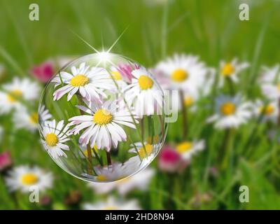 Daisies, Bellis perennis, in a close-up, Illustration Stock Photo
