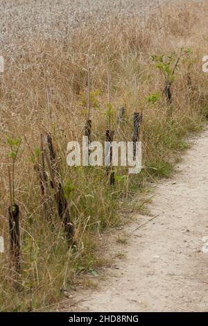 Small hedgrow trees seen planted along a country lane in West Sussex. Stock Photo