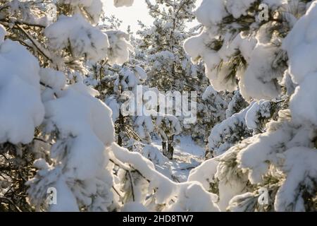 Pine trees bent under weight of snow. Backlight of the sun. Stock Photo