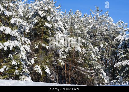 The branches of pine trees are bent under the weight of the snow. The pine trees are covered with fluffy snow. Sunny winter day after snowfall. Stock Photo