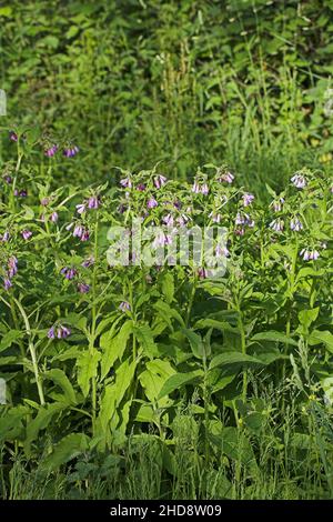Common comfrey Symphytum officinale growing on grassy roadside verge, near St Viatre, Sologne, Centre Region, France Stock Photo
