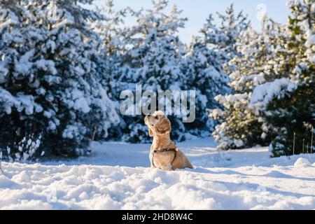 Cute American Cocker Spaniel sits in the snow in the winter forest. Snow covered pine trees in the background. A beautiful sunny day in winter. The do Stock Photo