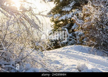 Winter landscape. The branches of the trees bent under the weight of the snow. Sunny winter day. Backlight. Stock Photo