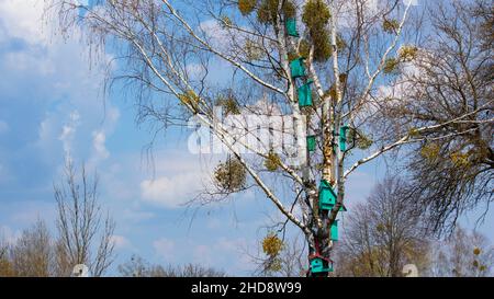 Hand-made bird house on a large old tree against the blue sky. Birdhouse. Stock Photo