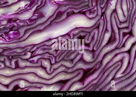 Red cabbage Brassica oleracea var. capitata f.rubra cut through the middle showing the layers Stock Photo
