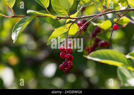 Common chokecherry Prunus virginiana back lit Rotary Park Bouctouche New Brunswick Canada August 2016 Stock Photo