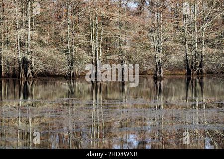 Bald Cypress In A Swamp Steinhagen Lake Texas Stock Photo - Alamy