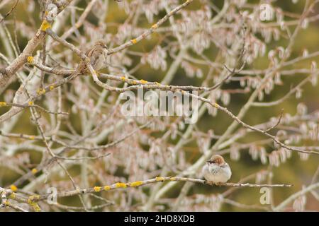 Closeup of the sparrows perched on the tree. Stock Photo