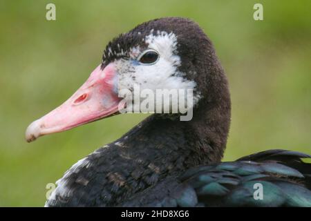 Closeup of the spur-winged goose, Plectropterus gambensis. Stock Photo