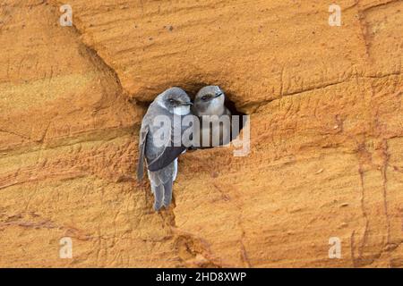 Couple of sand martins / two bank swallows (Riparia riparia / Hirundo riparia) at nest entrance in breeding colony made in sandy cliff face in spring Stock Photo