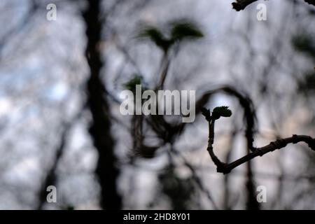 First signs of Spring Stock Photo