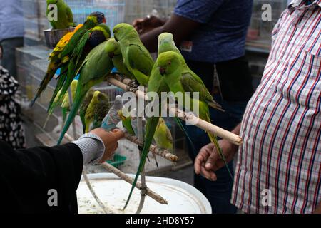 Local market for birds and parrots Stock Photo