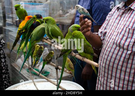 Local market for birds and parrots Stock Photo