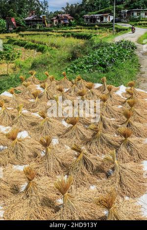Sheaves of harvested rice by the scenic paddy terraces in the mountains north of Rantepao. Batutumonga, Rantepao, Toraja, South Sulawesi, Indonesia Stock Photo