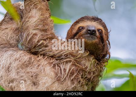 Selective closeup of a cute sloth hanging on a tree Stock Photo