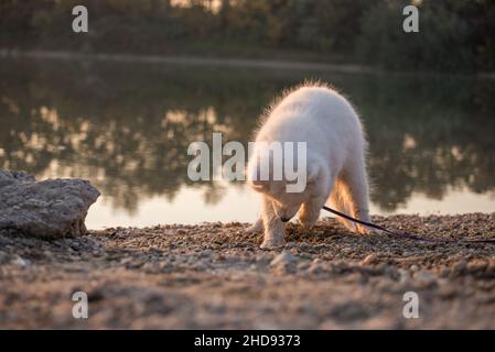 Samoyed puppy stands at the edge of a lake and digs a hole in the sand with his paws. Small white baby dog on the gravel bank is kissed by the setting Stock Photo