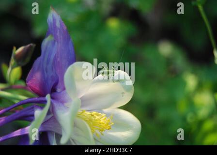 Closeup of Aquilegia coerulea, common names Colorado blue columbine, Rocky Mountain columbine. Stock Photo