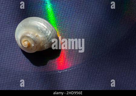 Closeup of a shell on a chrome surface with rainbow color reflection ...
