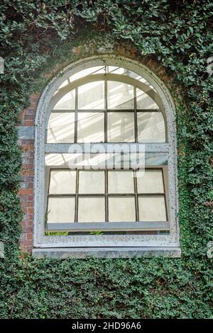 An old arched and curved white window on a greenery covered wall Stock Photo