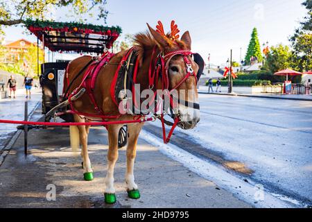 Close up of a mule in Christmas decoration at Decatur Street, New Orleans, Louisiana Stock Photo