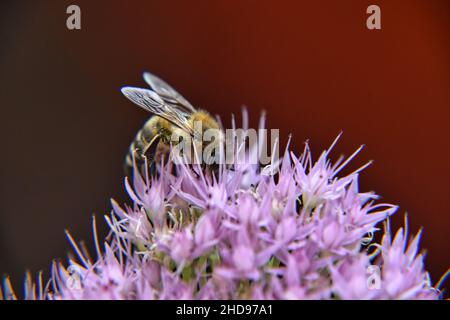Macro shot of a honeybee looking for pollen on a violet flower against a blurred background Stock Photo