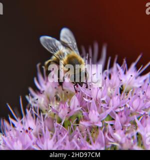 Closeup shot of a honeybee collecting nectar on a violet flower Stock Photo