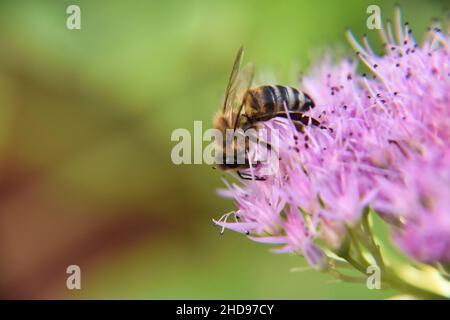 Macro shot of a honeybee sitting on a purple flower against a blurred background Stock Photo