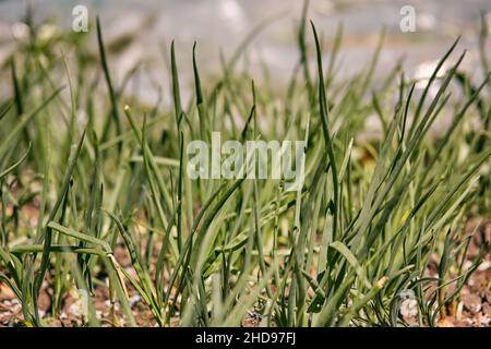 Home garden growth young fresh onion. Spring plants in sunny day. High quality photo Stock Photo