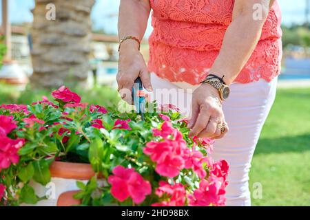 Close-up of elderly woman's hand with pruner caring for a blooming plant in pot Stock Photo