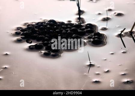 Frogspawn. Brown frog (Rana temporaria) laid eggs in the pond Stock Photo