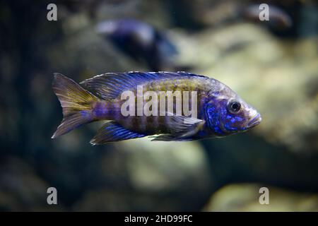 Blue striped aulonocara african fish swims in aquarium. Aulonocara is freshwater tropical fish. Stock Photo
