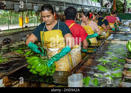 Workers processing bananas at the Dole plantation in Costa Rica, Central America. Stock Photo