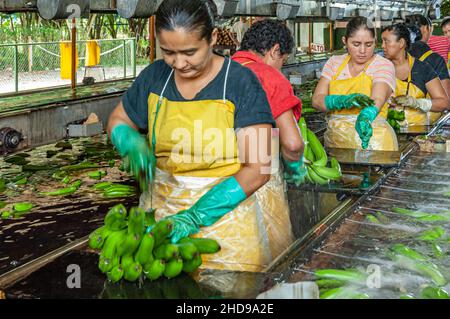 Workers processing bananas at the Dole plantation in Costa Rica, Central America. Stock Photo