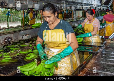 Workers processing bananas at the Dole plantation in Costa Rica, Central America. Stock Photo