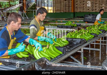 Workers processing bananas at the Dole plantation in Costa Rica, Central America. Stock Photo