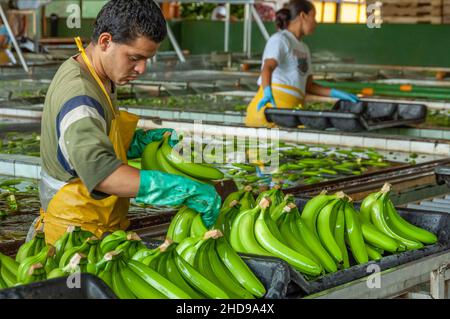 Workers processing bananas at the Dole plantation in Costa Rica, Central America. Stock Photo