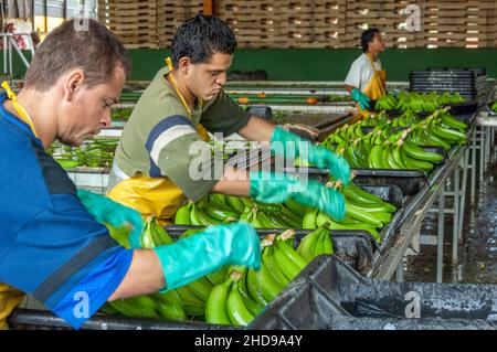 Workers processing bananas at the Dole plantation in Costa Rica, Central America. Stock Photo