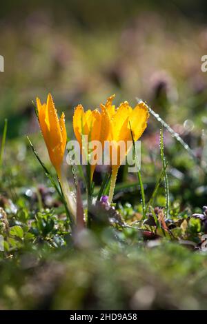 Sprouting crocus in a spring forest - selective focus, copy space Stock Photo