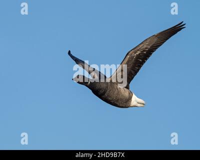 Dark-bellied Brent Goose (Branta bernicla) in flight, Norfolk, England Stock Photo