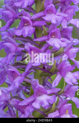 Marsh Fragrant Orchid (Gymnadenia densiflora or Gymnadenia conopsea var. densiflora), Cambridgeshire, England Stock Photo