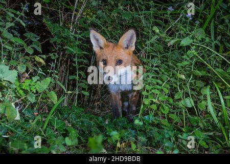 Immature Fox (Vulpes vulpes) in garden at night, Cambridgeshire, England Stock Photo