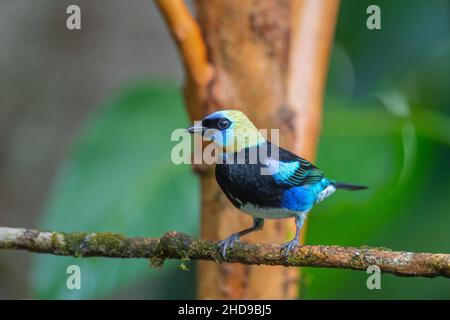 Selective of a Golden-hooded tanager (Stilpnia larvata) on a branch Stock Photo