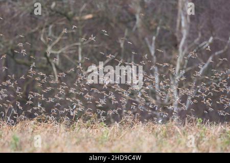 Large flock of wild UK linnet birds (Linaria cannabina) in midair flight, flying closely together, rising up from rural, open farmland.