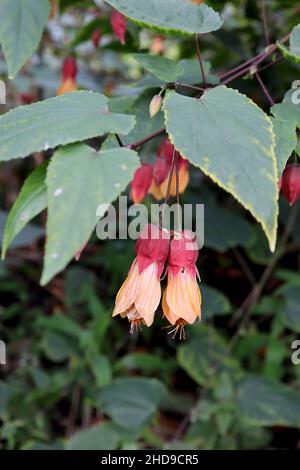 Abutilon x milleri Miller abutilon – pendulous apricot yellow flowers with red calyces and three-lobed dark green leaves,  December, England, UK Stock Photo