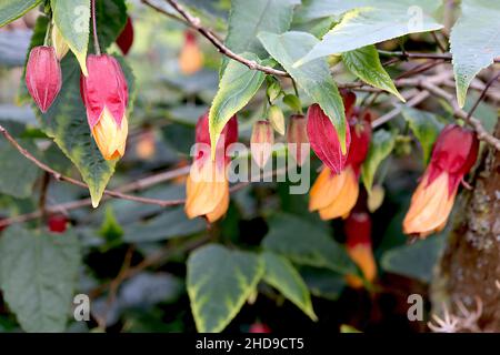 Abutilon x milleri Miller abutilon – pendulous apricot yellow flowers with red calyces and three-lobed dark green leaves,  December, England, UK Stock Photo