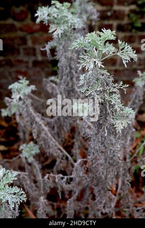 Artemisia ‘Powis Castle’ wormwood Powys Castle - silvery feathery foliage,  December, England, UK Stock Photo