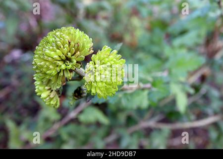 Chrysanthemum ‘Lime Green’ button chrysanthemum Lime Green – double lime green flower heads and dark green lobed leaves,  December, England, UK Stock Photo